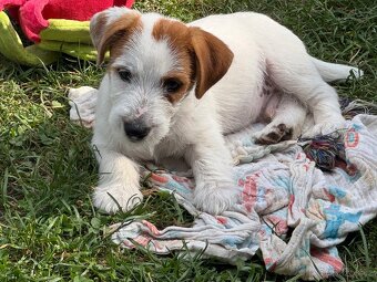 Jack Russell teriér s PP - 3