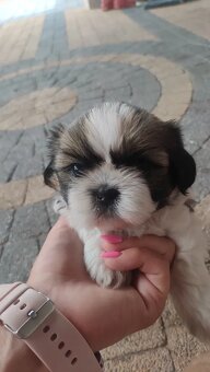 Shih - tzu Shih tzu - 3
