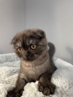 Skotská klapouchá kočička, kotě, scottish smoke grey. - 3