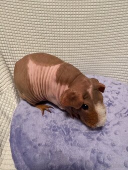 Skinny morče samec CZCH - 3