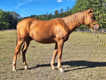 Hřebeček AQH X HFL - 1,5 roční - 3