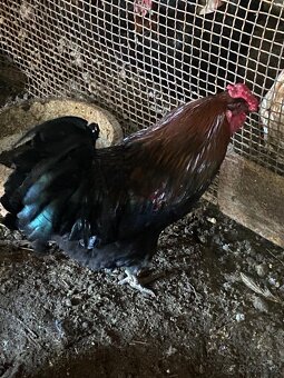 Kohout,slepice,kur domácí - 3