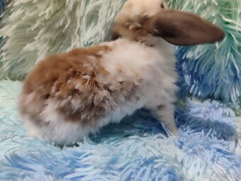 Zakrslý králík -beránek - 3