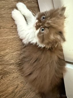 Minuet/munchkin - 3