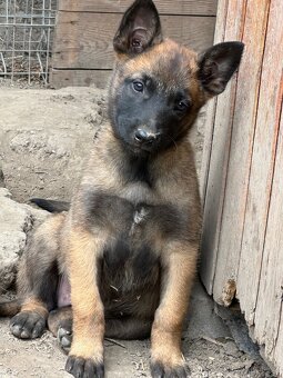 Belgický ovčák Malinois - 3
