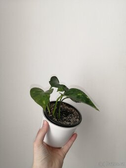 Monstery - 3