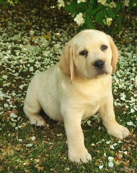 Labrador s PP, nádherná dvě světlá štěňátka, kluci - 3