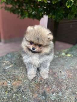 Pomeranian pes a fenka s PP - 3
