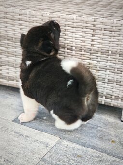 Akita americka - 3