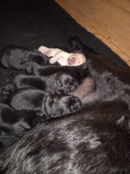 Labrador - 3