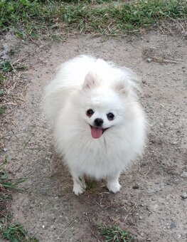 Pomeranian mini s PP - 3