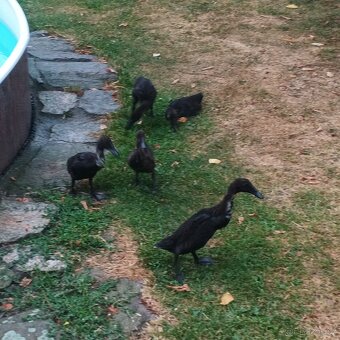 Indický běžec - 3