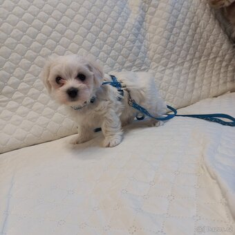 Maltézský psík - maltézáček- pejsek - 3