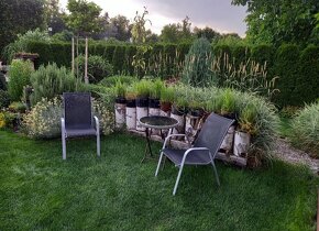 Zahrada v Černé za Bory 694 m2 - 3