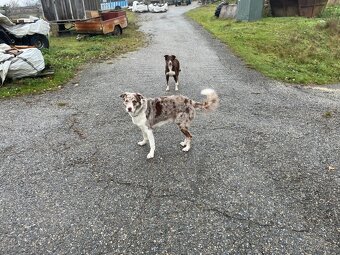 Border kolie bez PP - 3