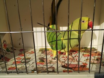 Alexandr malý HO - 3