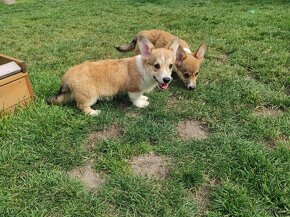 Welsh Corgi Pembroke - 3