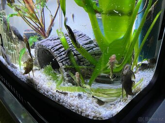 Ancistrus sp. - 3