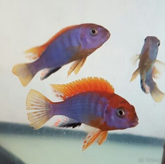 prodám skupinu Labidochromis hongi - 3