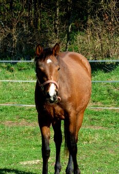 QH kobyla - 3