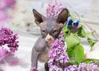 Sphynx - 3