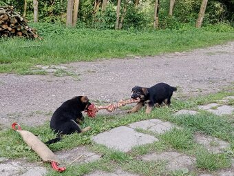 Německý ovčák štěňata - 3