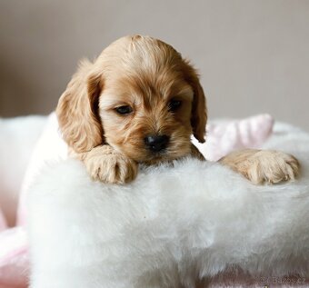 Cockapoo F1 - 3