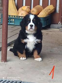 Bernský salašnícky pes - 3
