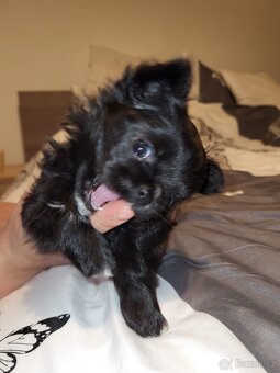 Čivava štěně - 3