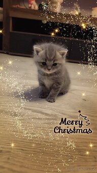 Predám Britské mačiatko - 3