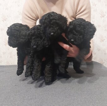 Pudel, pudl, pudlík s PP MADA - 3