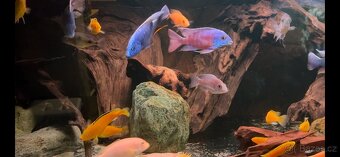 Africké cichlidy, axolotly - 3
