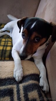 Jack Russell Teriér - krytí - - 3