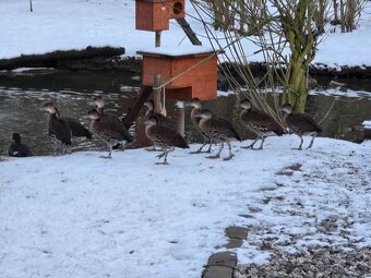 Husicky kubanske - 3