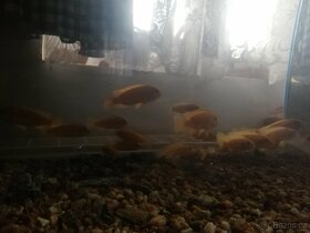 Akvarijní stěna i s rybkami - 3