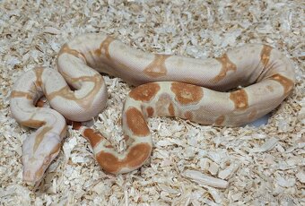 Boa imperator- Sharp Sunglow 66% het Sterling,Hypo Sterling - 3