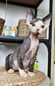 Devon rex kocourek s průkazem původu - 3