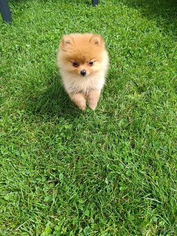 Nemecký špic, pomeranian - 3