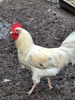 Kohout Leghorn - 3