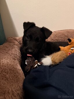 Německý ovčák - 3