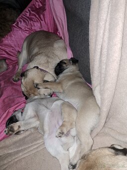 Mops štěňátka s PP k odběru - 3