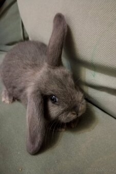 Zakrslý beránek králíček - 3