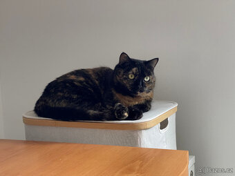 Daruji kočičku - 3
