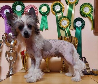 Čínský chocholatý pes - 3