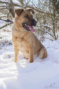 YOGI - kastrovaný psík 4 roky - 3