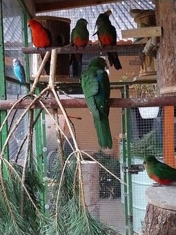 Papoušek královský - 3