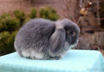 Zakrslý králíček MINILOP 🩷 holčička - 3