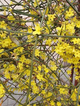 Jasmín nahokvětý - 3