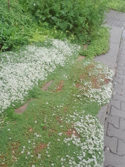 paronychia kapela - 3