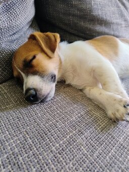 Jack Russell teriér - 3